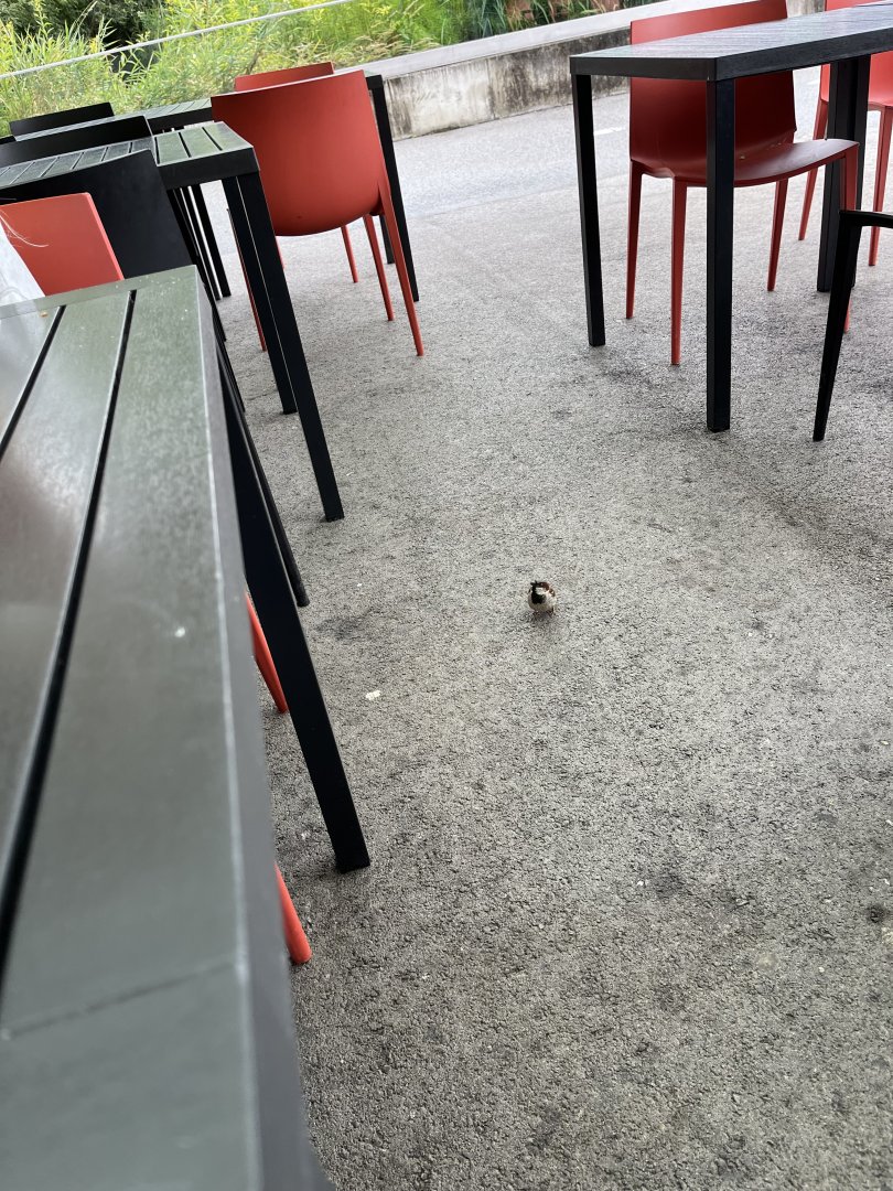 Wild House sparrow looking for scraps 9.7.25