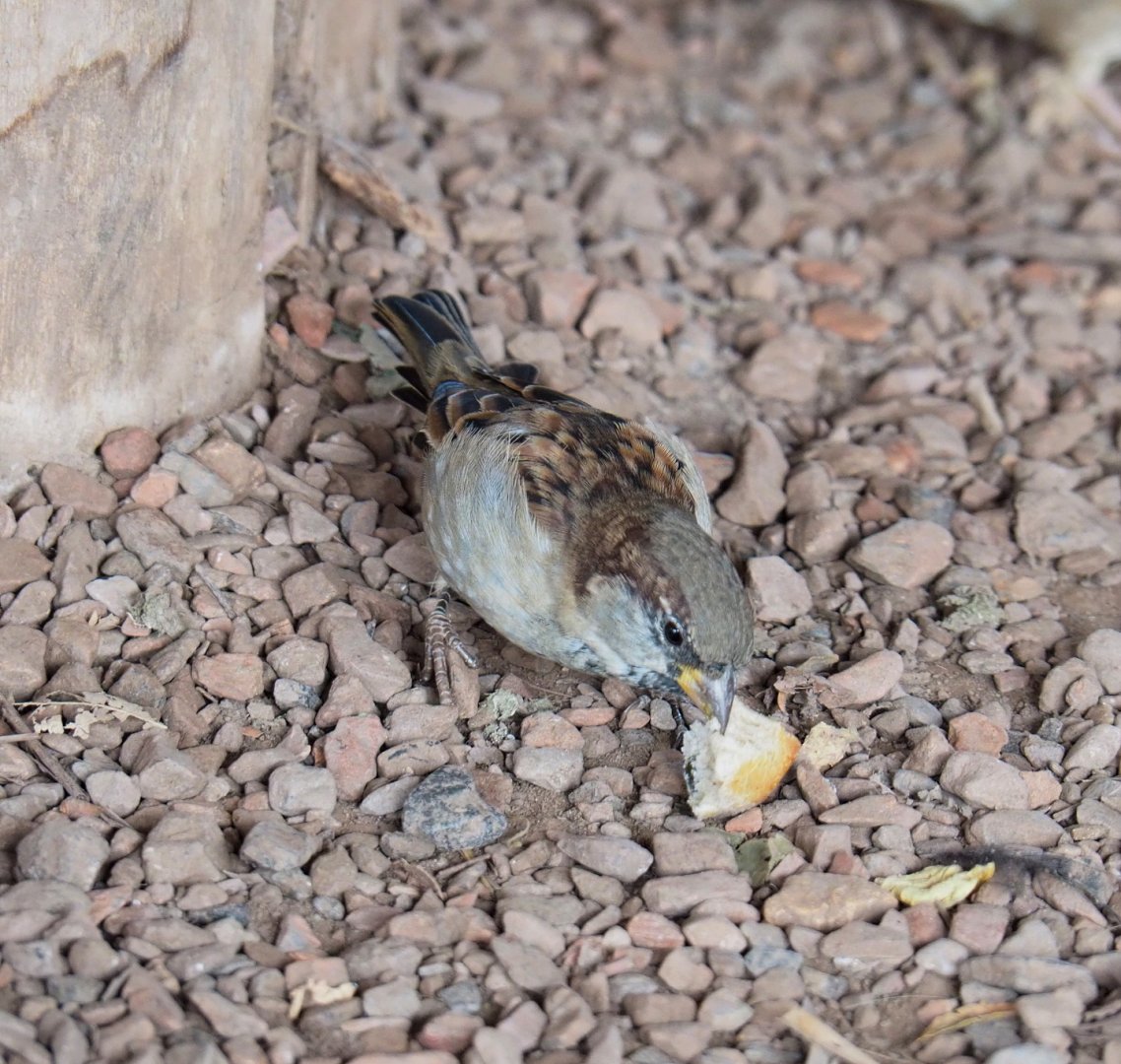 Wild House sparrow (Passer domesticus), 2021-09-02
