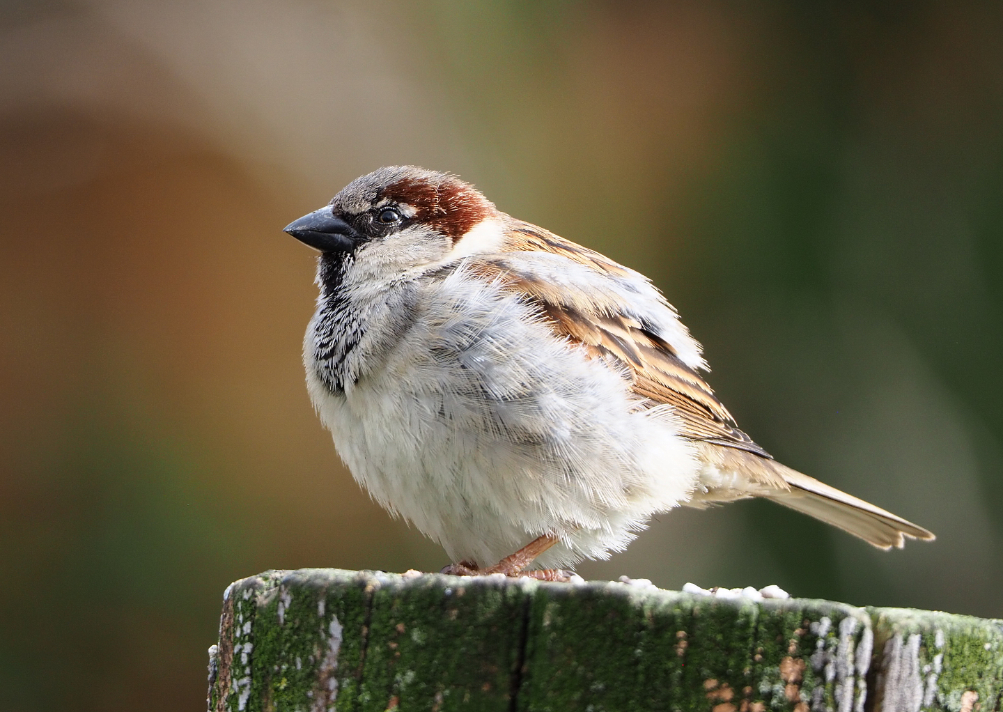 Wild House sparrow (Passer domesticus), 2022-03-16