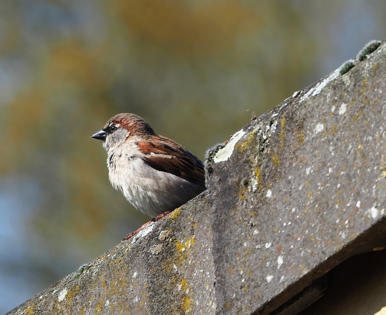 Wild House sparrow (Passer domesticus), 2023-04-30