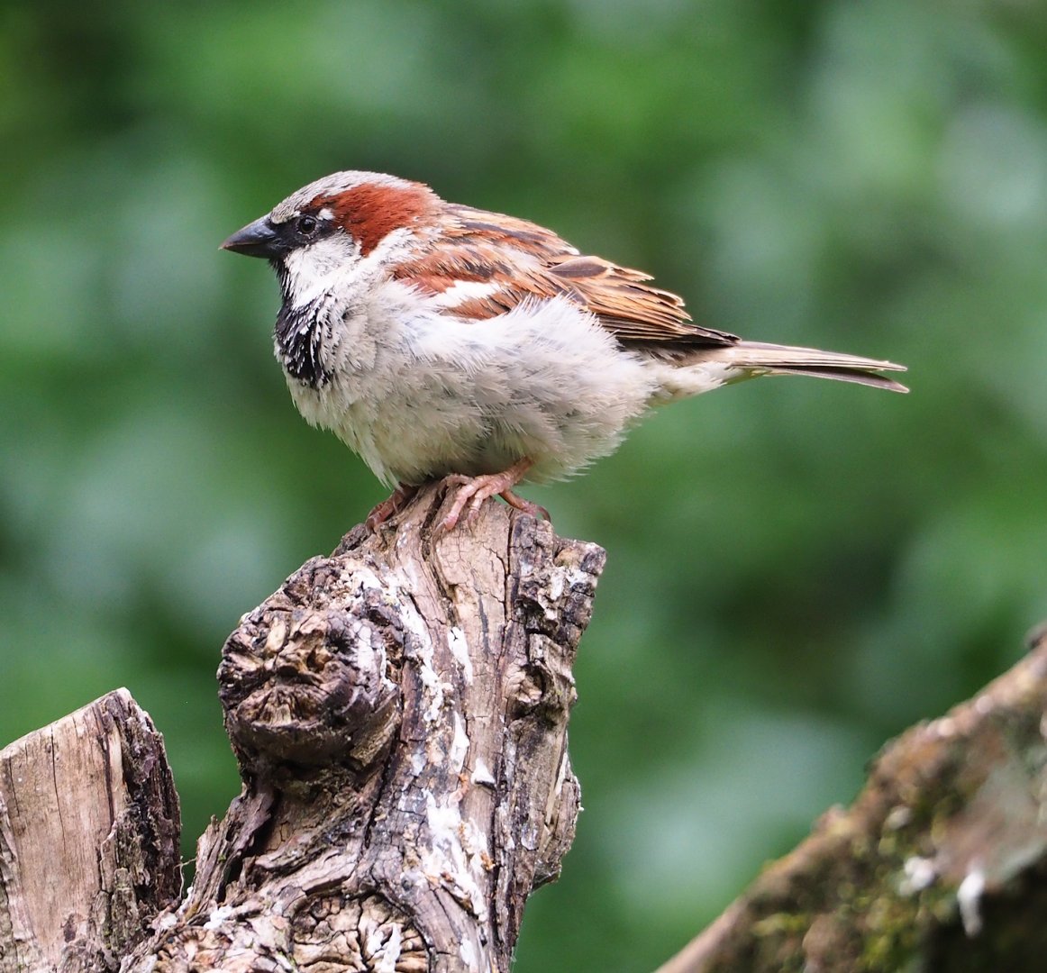 Wild House sparrow (Passer domesticus), 2023-07-02
