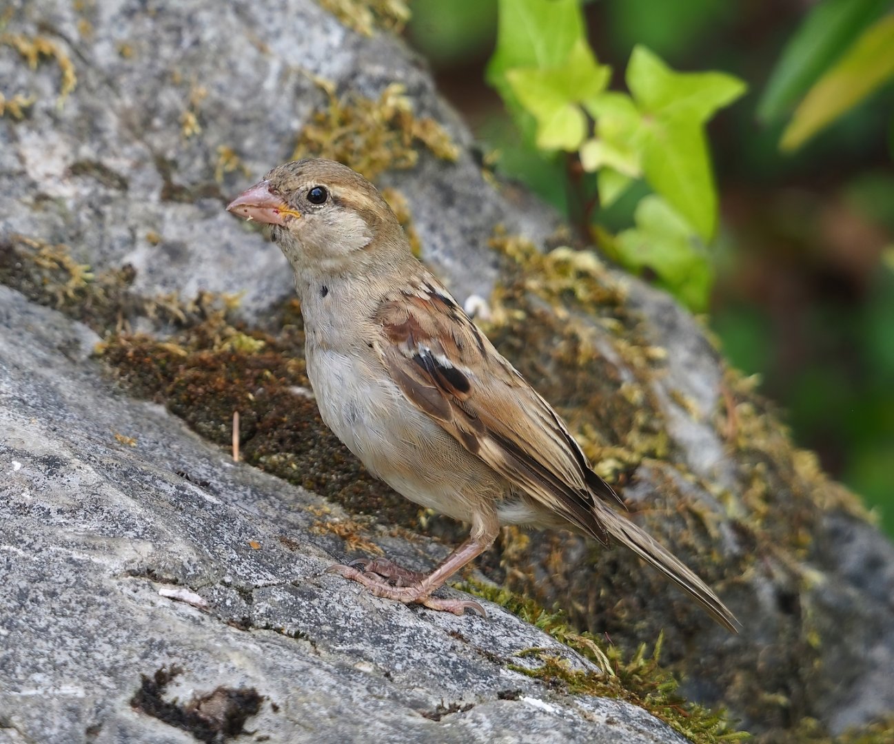 Wild House sparrow (Passer domesticus), 2023-07-18