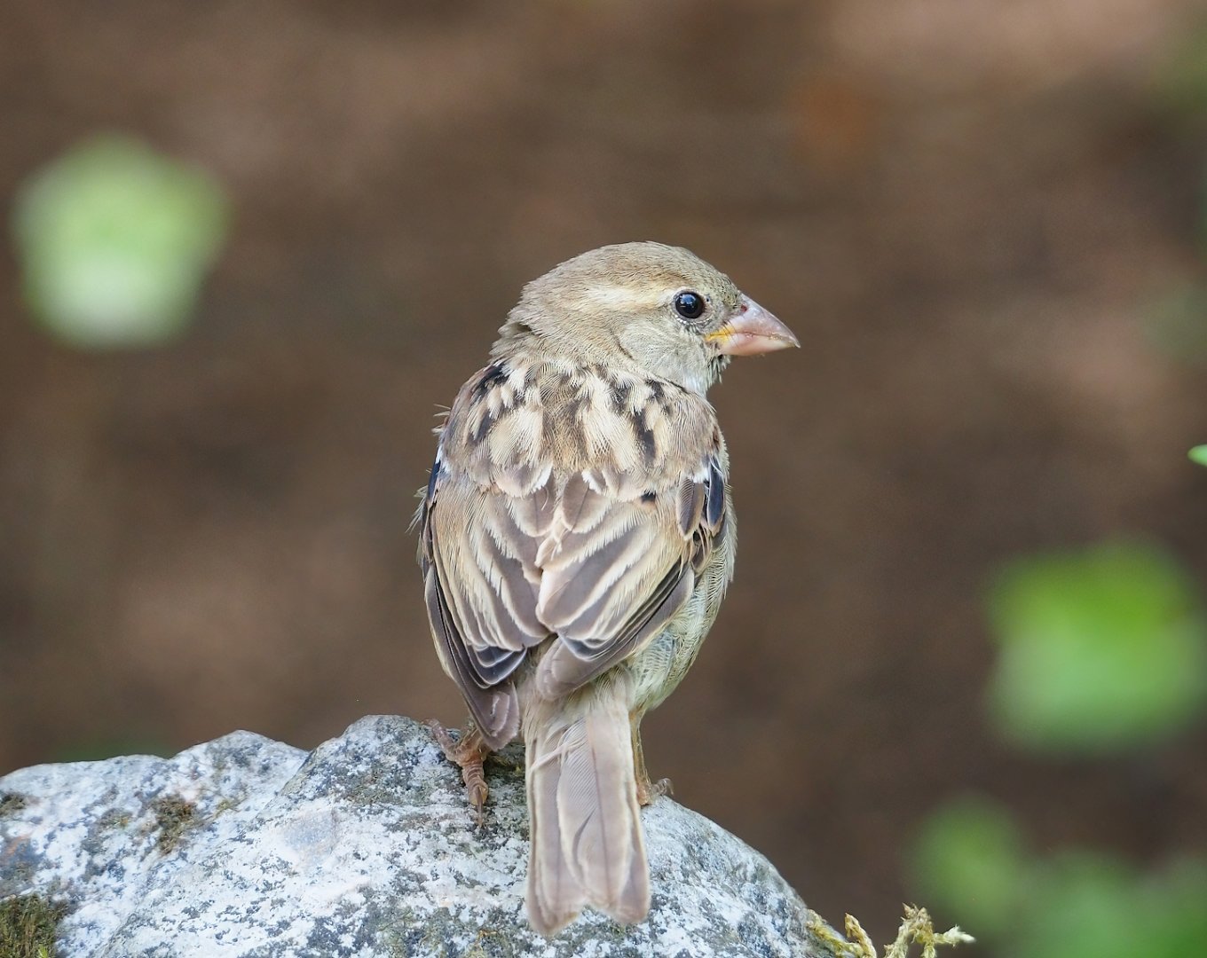 Wild House sparrow (Passer domesticus), 2023-07-18