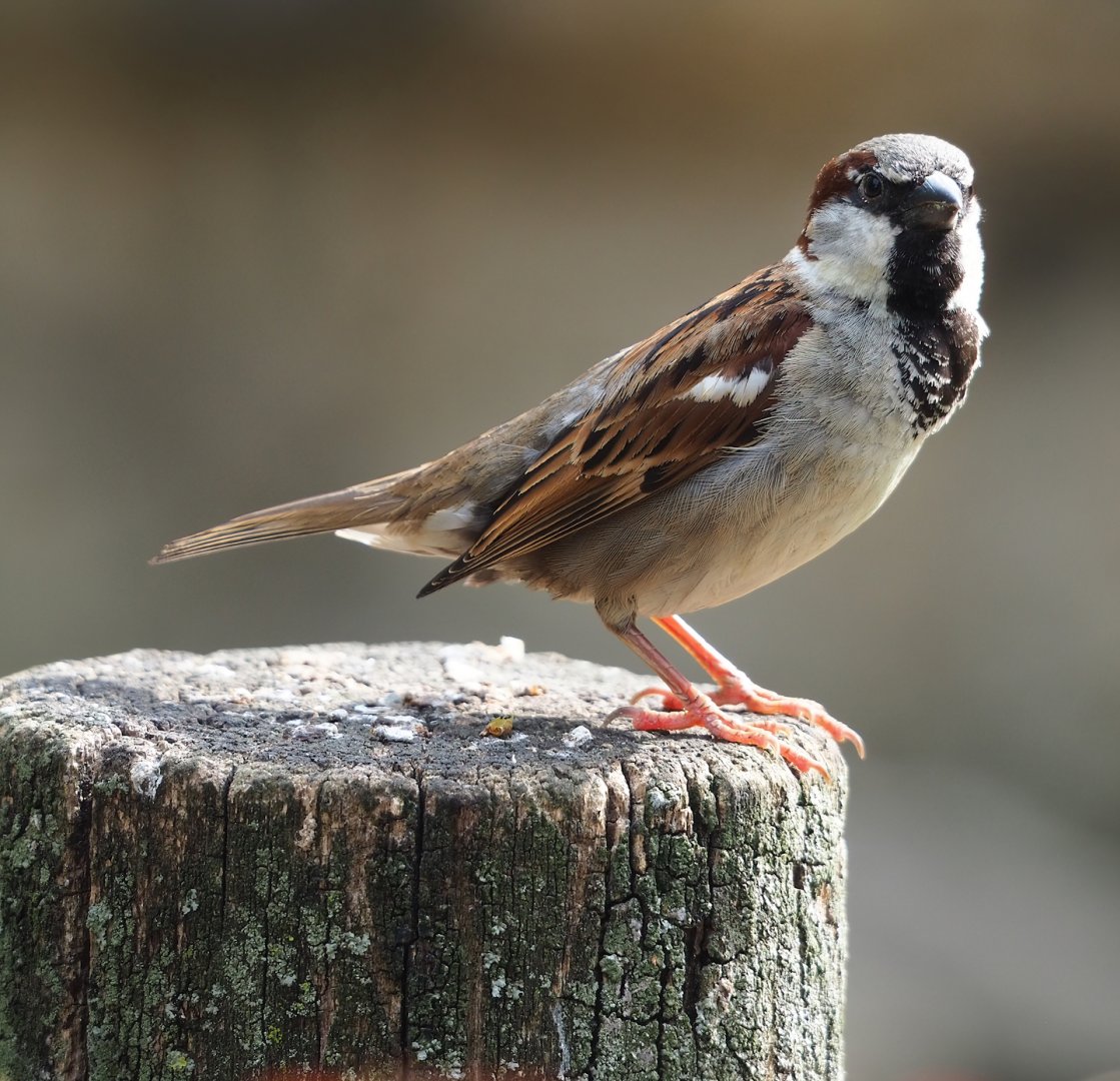 Wild House sparrow (Passer domesticus), 2023-07-22