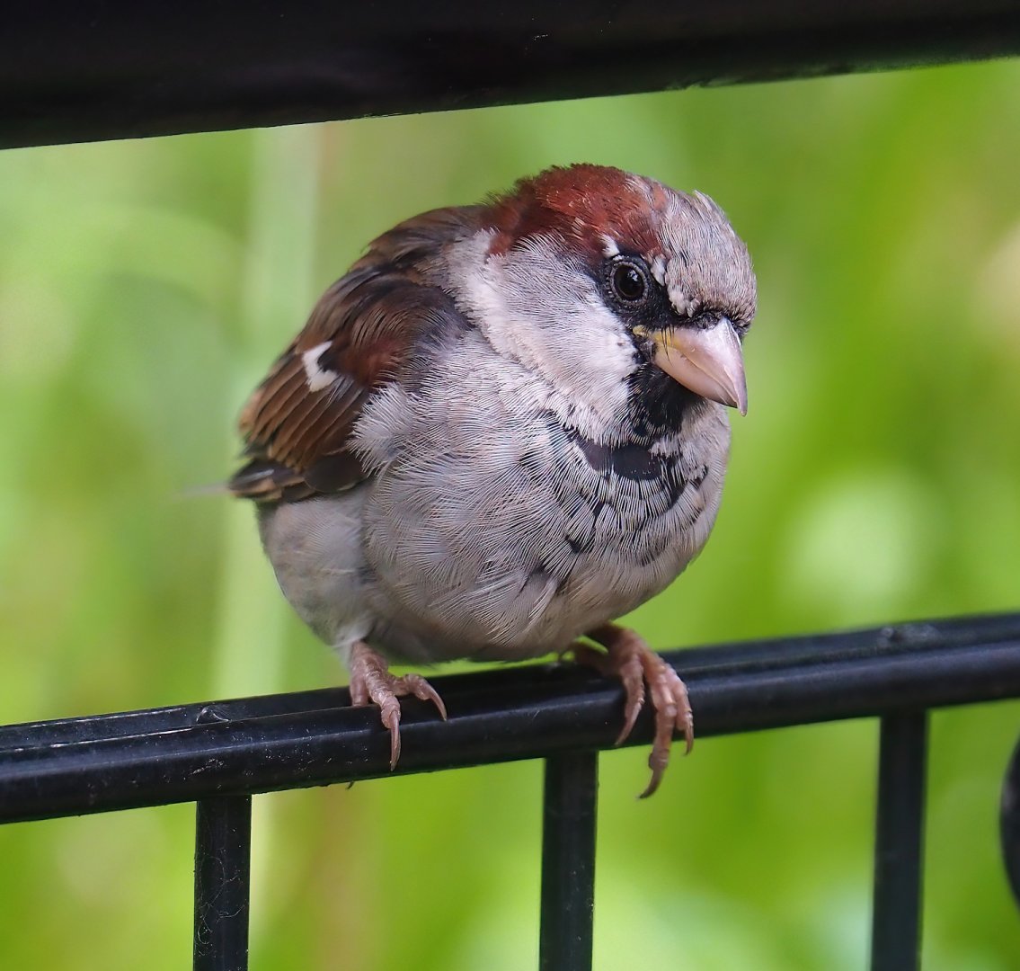 Wild House sparrow (Passer domesticus), 2023-08-17
