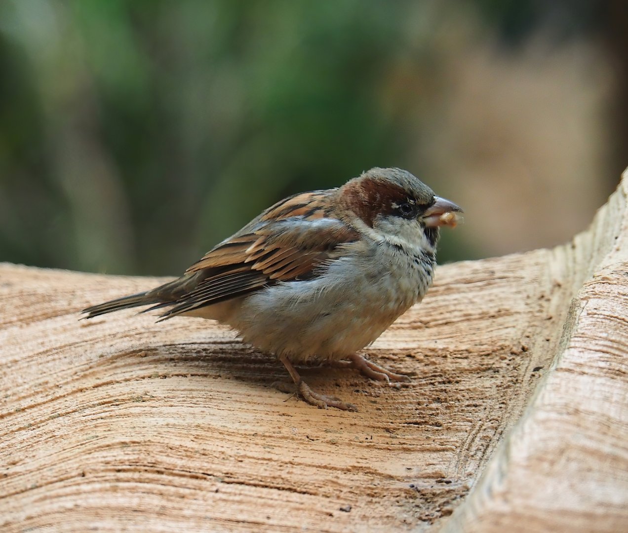 Wild House sparrow (Passer domesticus), 2023-10-13