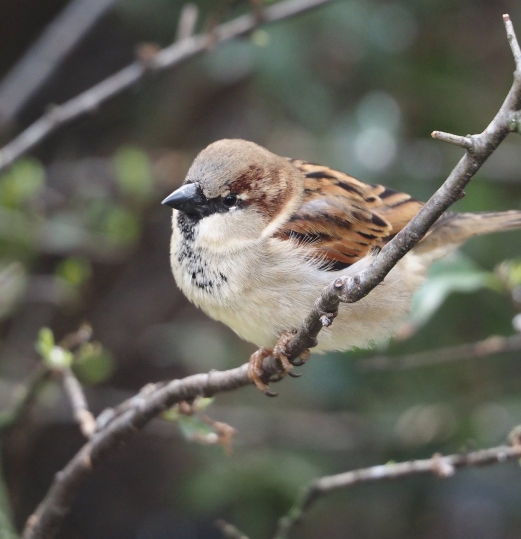 Wild House sparrow (Passer domesticus), 2024-03-09