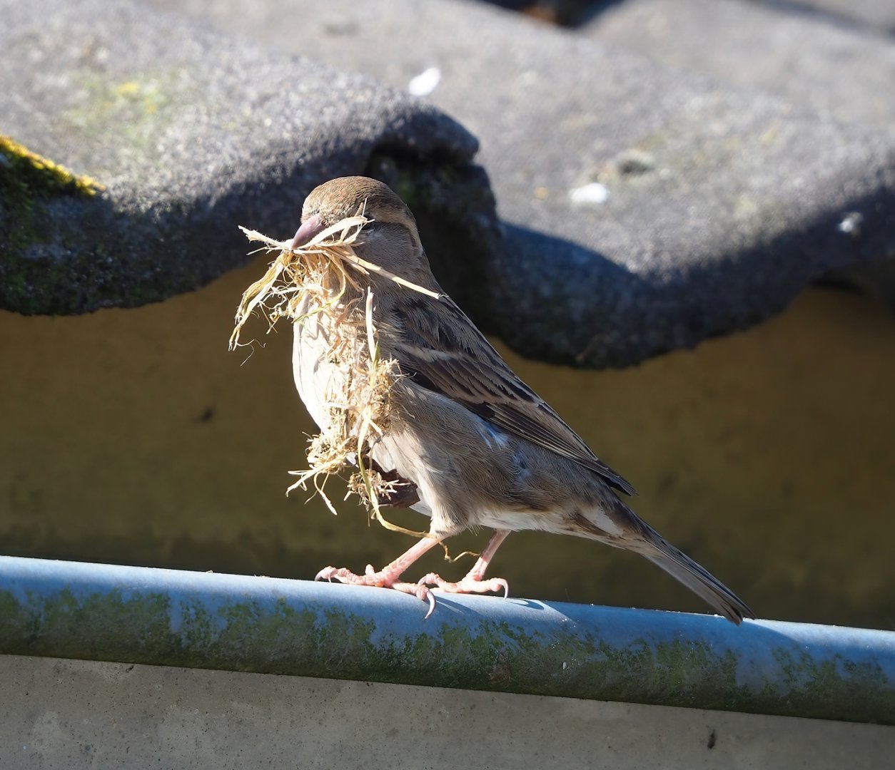 Wild House sparrow (Passer domesticus), female with nesting material, 2023-04-30