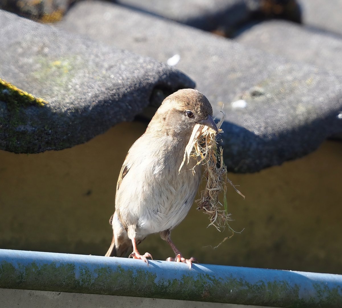 Wild House sparrow (Passer domesticus), female with nesting material, 2023-04-30