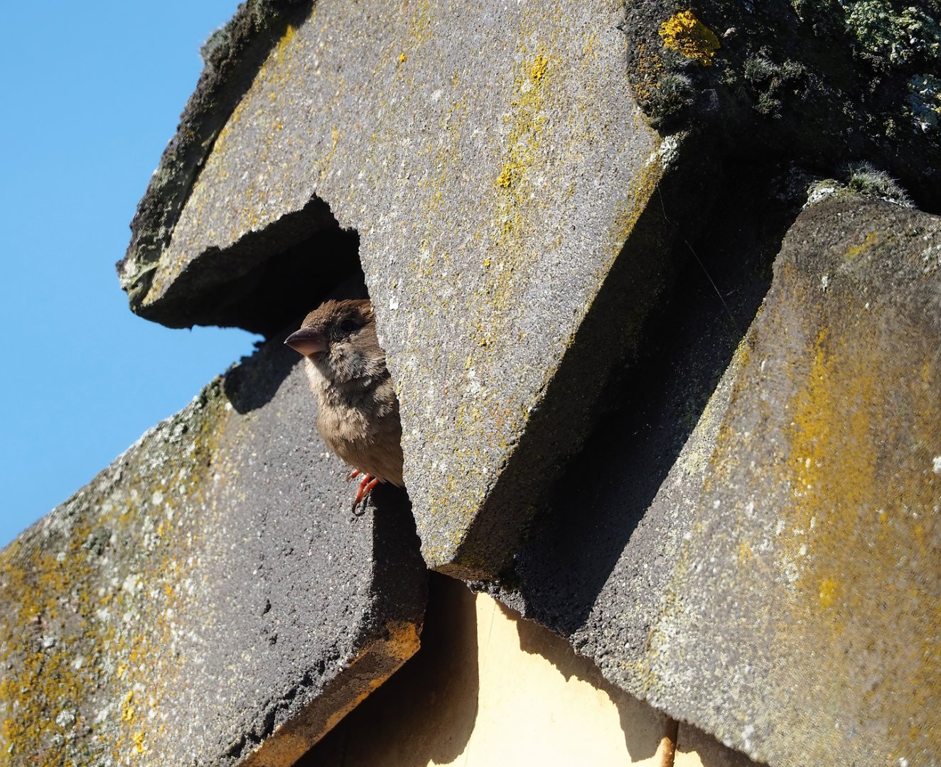 Wild House sparrow (Passer domesticus), leaving nest under the roof of the ticket office shack, 2023-04-30
