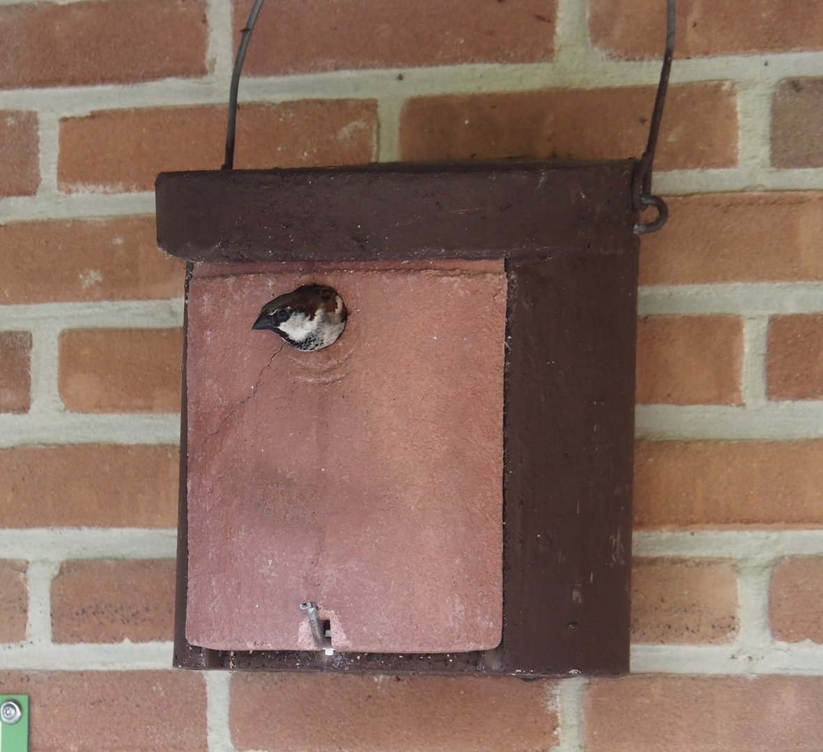 Wild House sparrow (Passer domesticus) using nesting box in education display, 2024-05-24