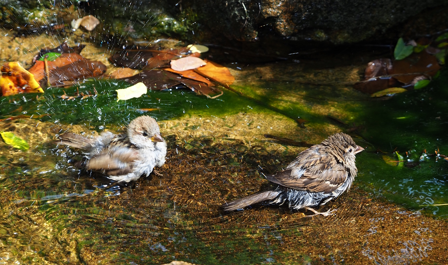 Wild House sparrows bathing (Passer domesticus), 2023-07-22