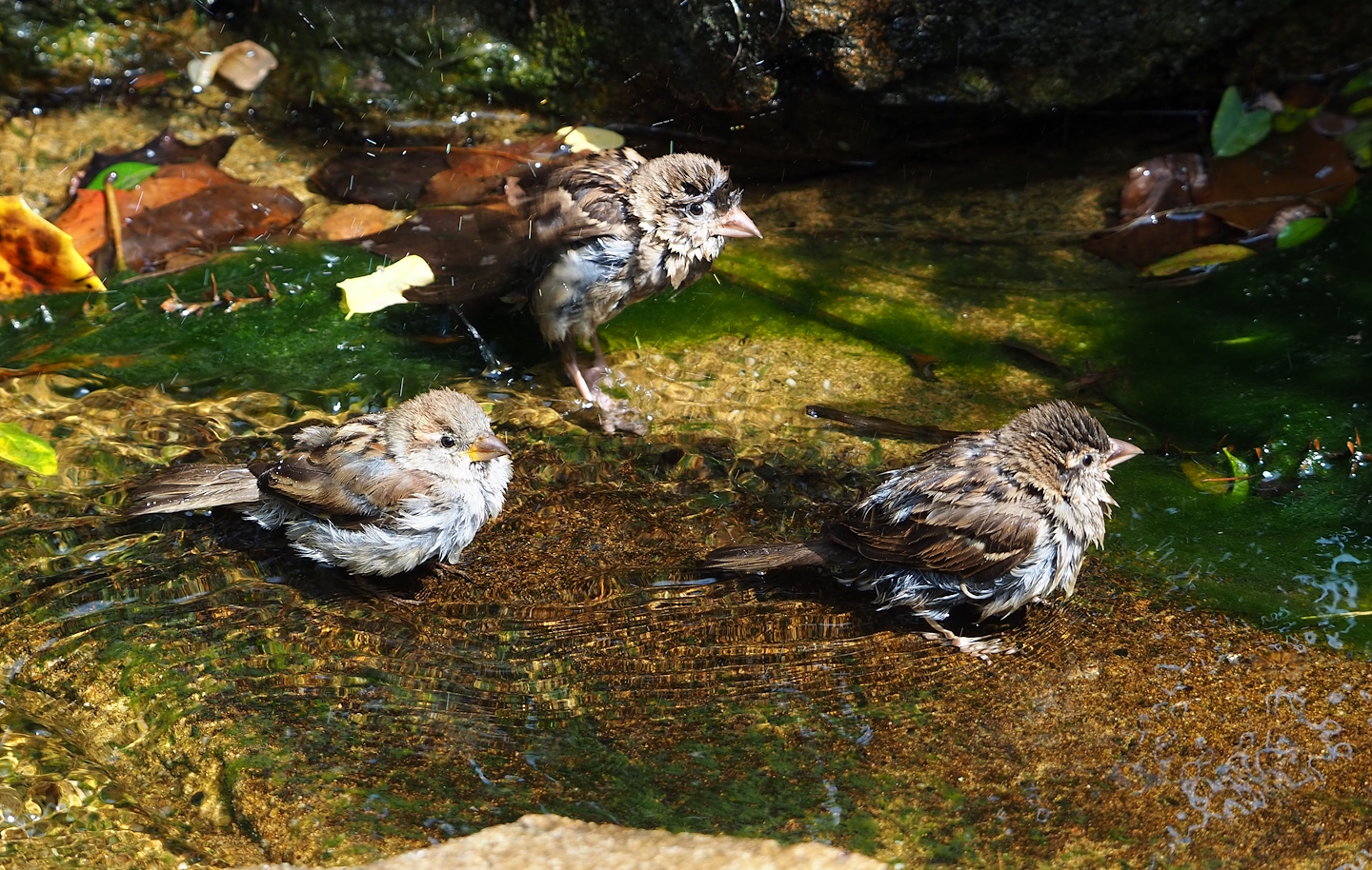 Wild House sparrows bathing (Passer domesticus), 2023-07-22