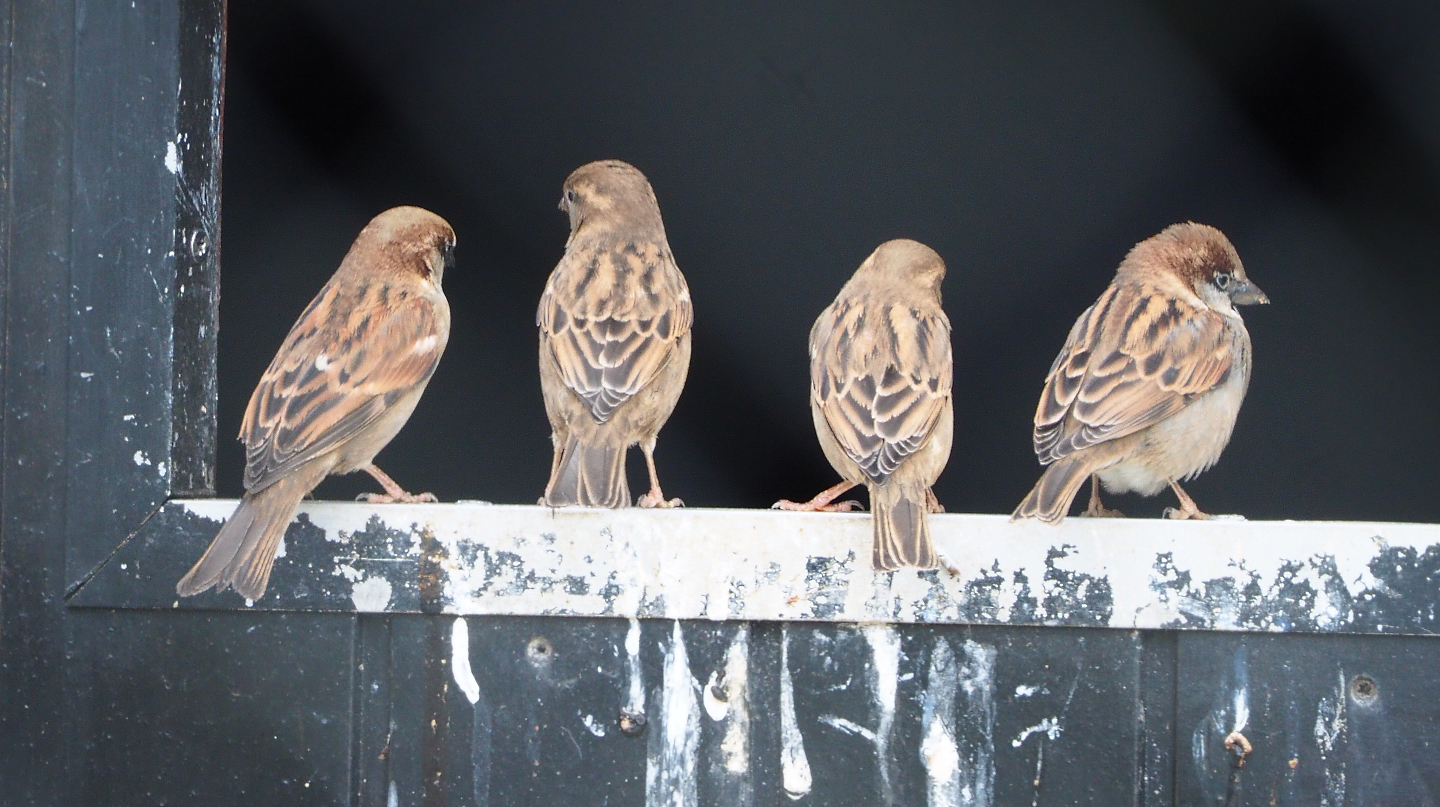 Wild House sparrows (Passer domesticus), 2021-02-14