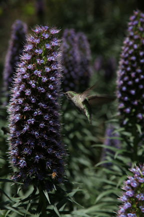 wild hummingbird and bee