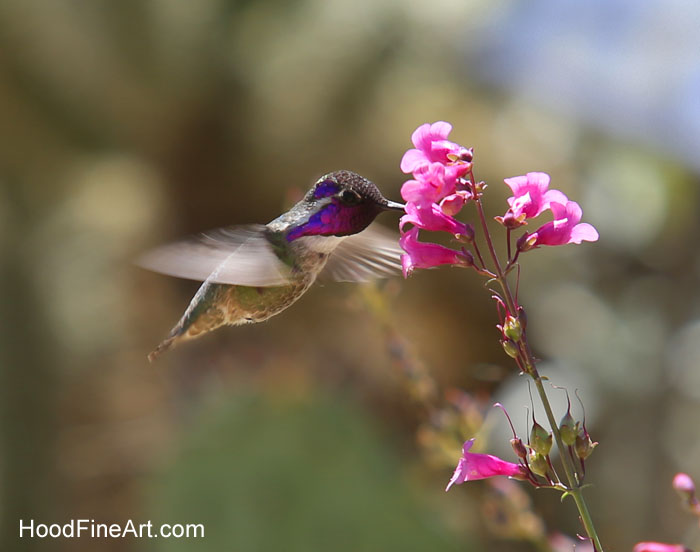 wild hummingbird
