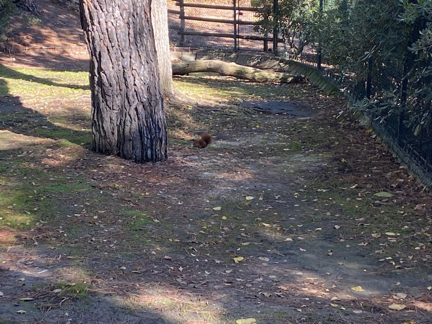 Wild Iberian red squirrel