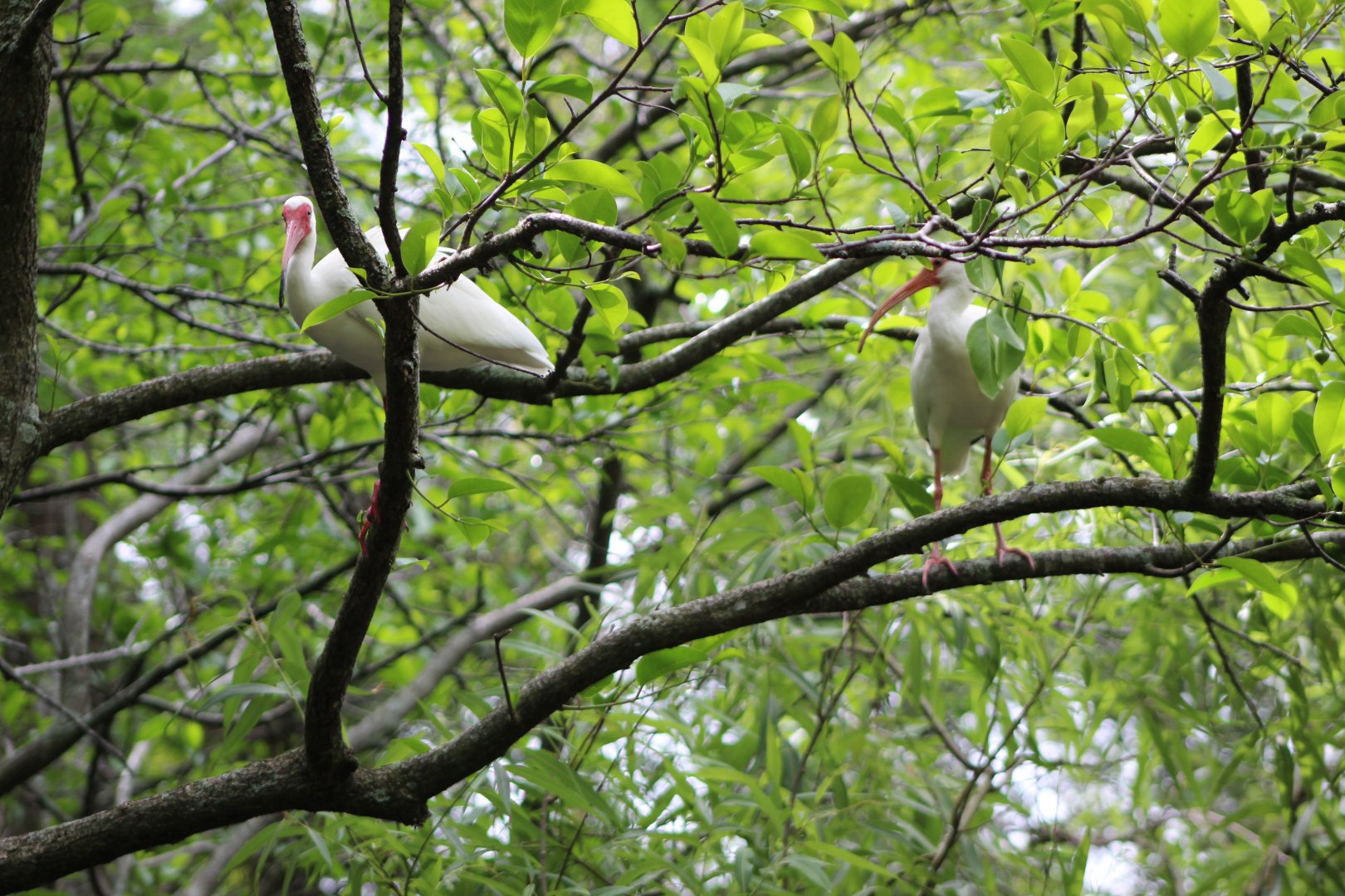 Wild Ibises In the Trees