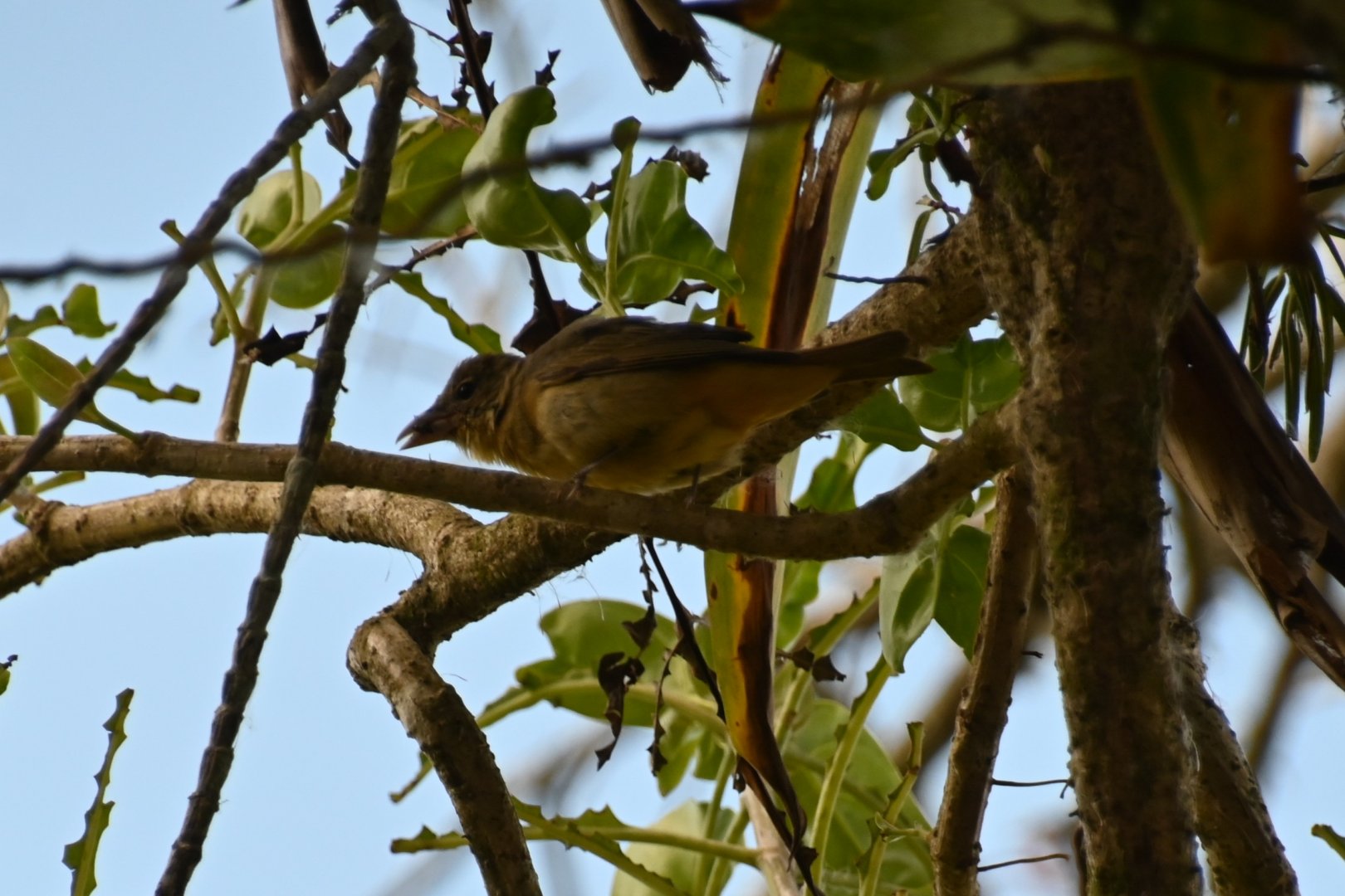 Wild in Arenal Volcano National Park, Costa Rica
