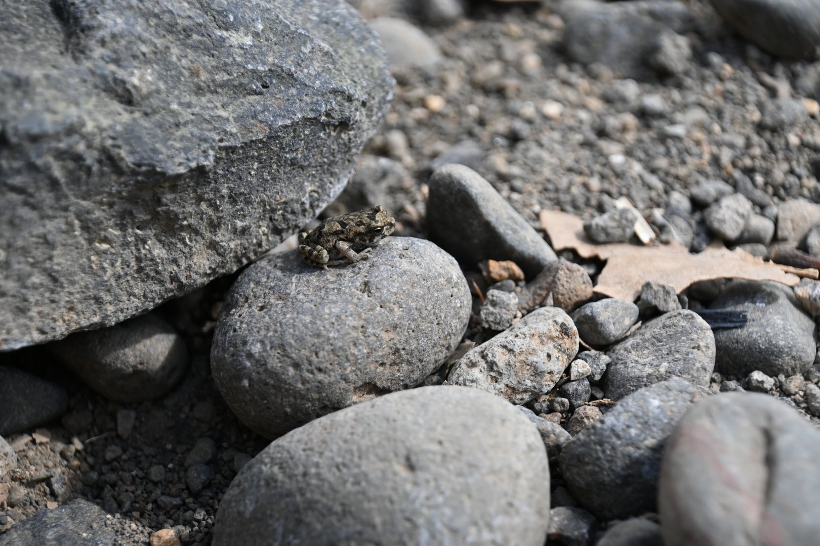 Wild in Arenal Volcano NP, Costa Rica