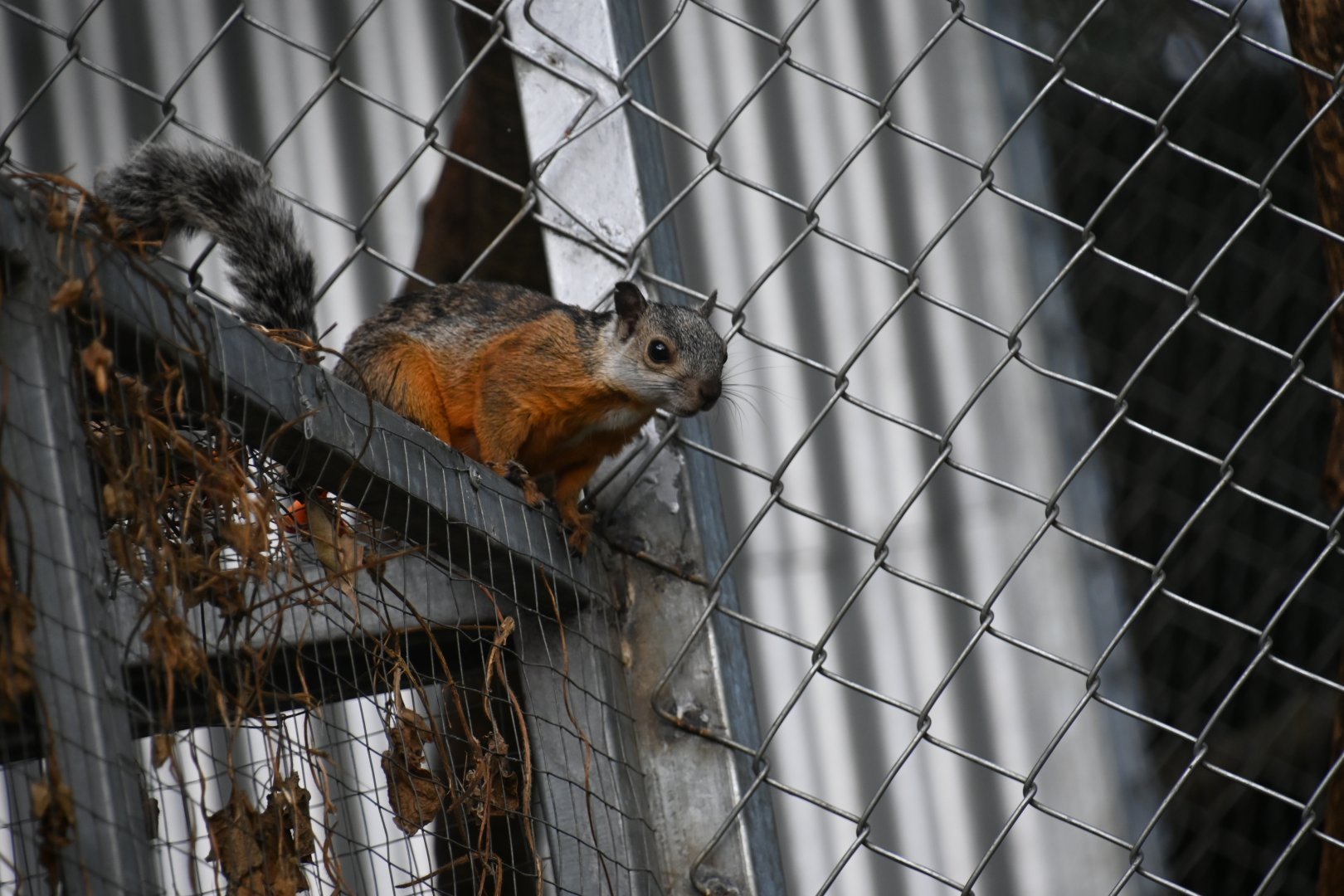 Wild in Toucan Rescue Ranch, Variegated Squirrel (Sciurus variegatoides)