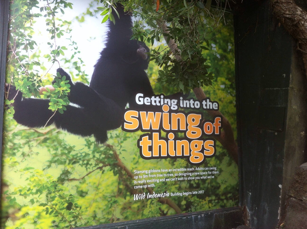 Wild Indonesia Poster: Getting into the Swing of Things