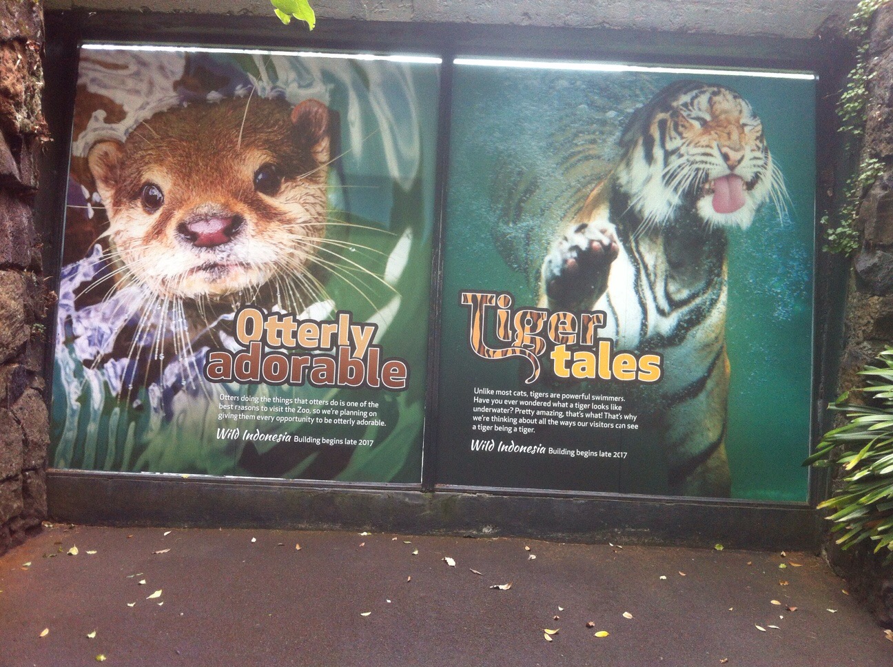 Wild Indonesia Poster: Otterly Adorable & Tiger Tales