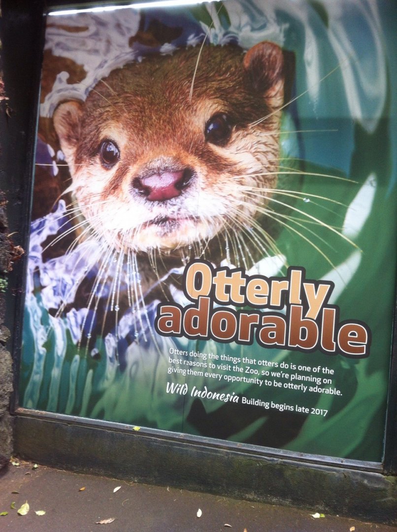 Wild Indonesia Poster: Otterly Adorable