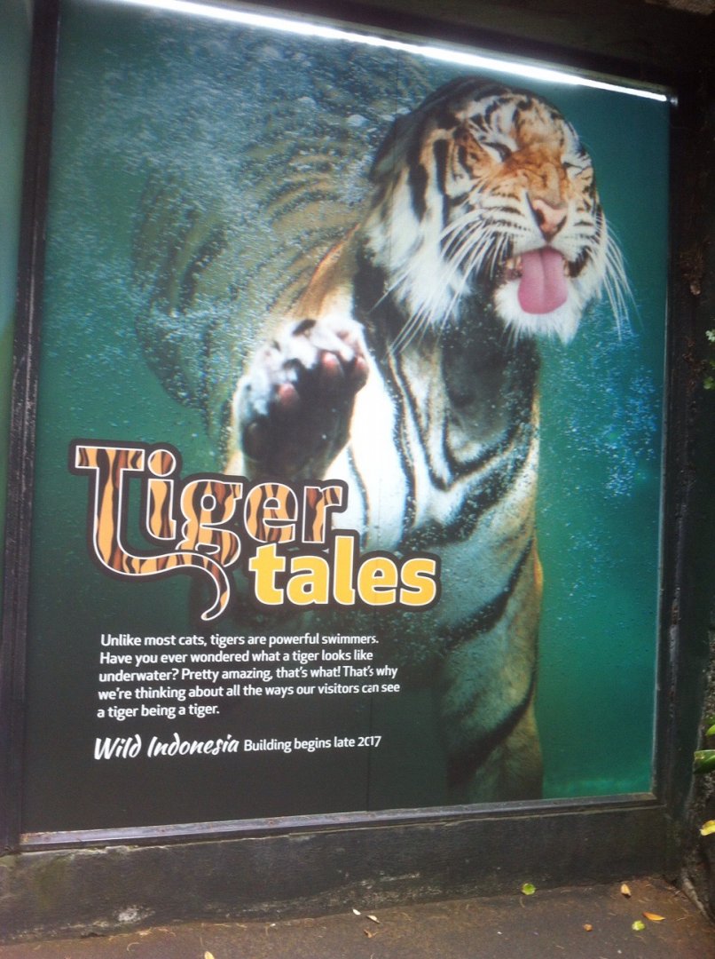 Wild Indonesia Poster: Tiger Tales