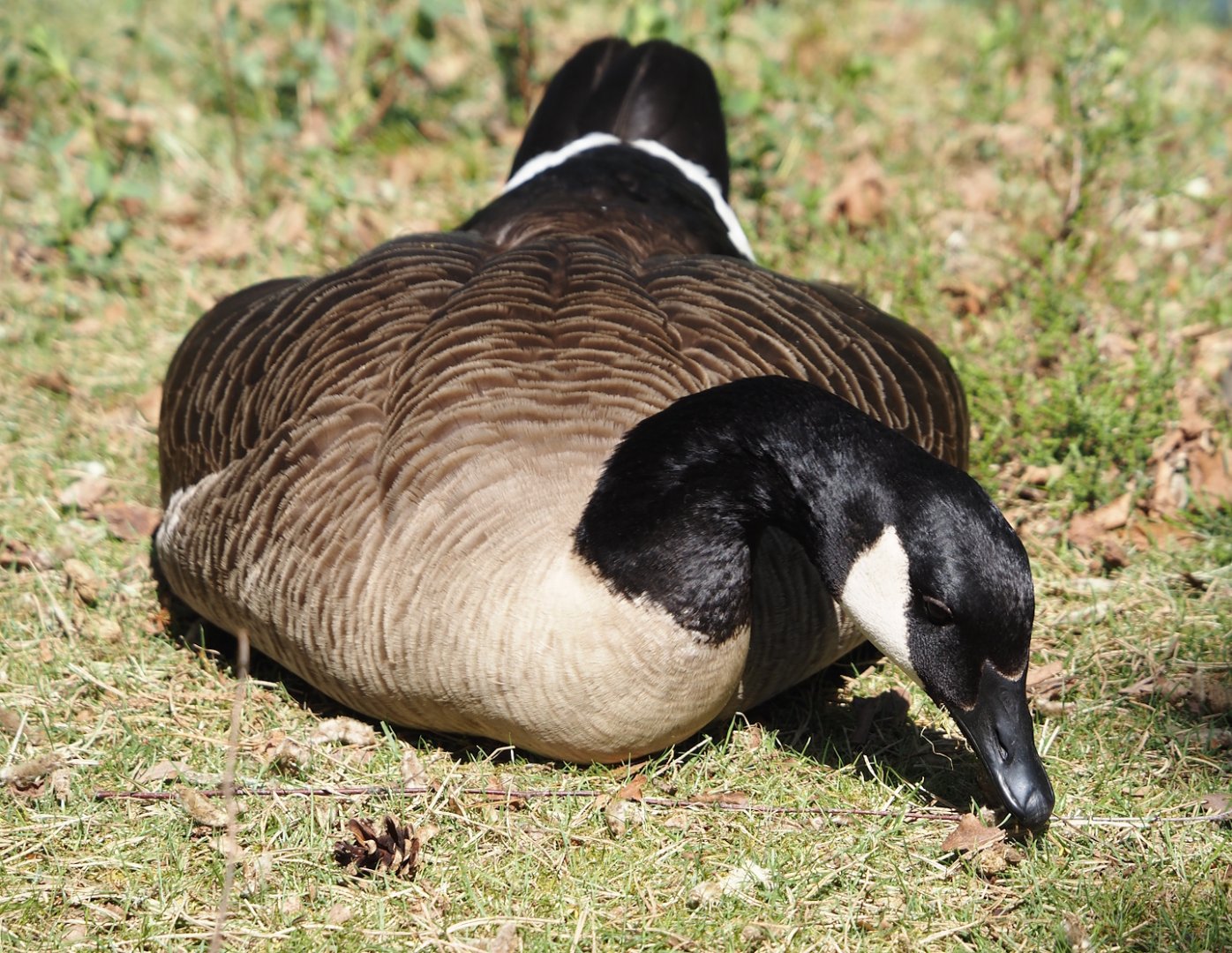 Wild introduced Canada goose (Branta canadensis), 2025-04-30