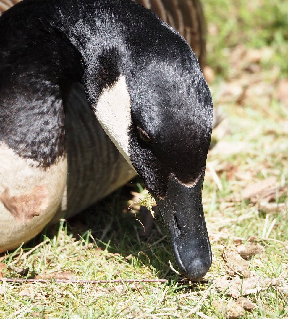 Wild introduced Canada goose (Branta canadensis), 2025-04-30
