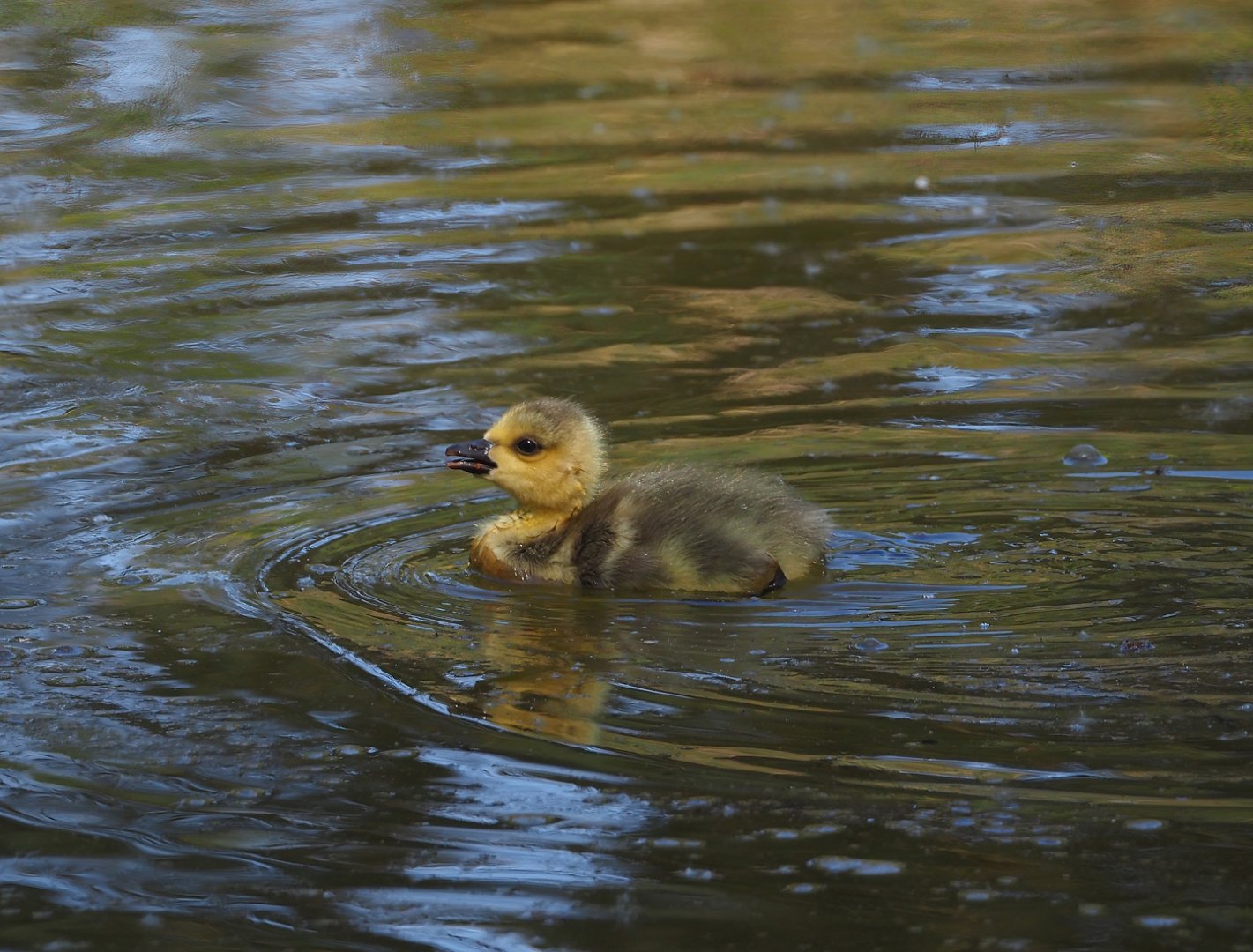 Wild introduced Canada goose gosling (Branta canadensis), 2025-04-30