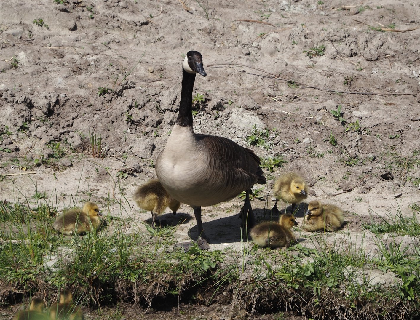 Wild introduced Canada goose with goslings (Branta canadensis), 2025-04-30