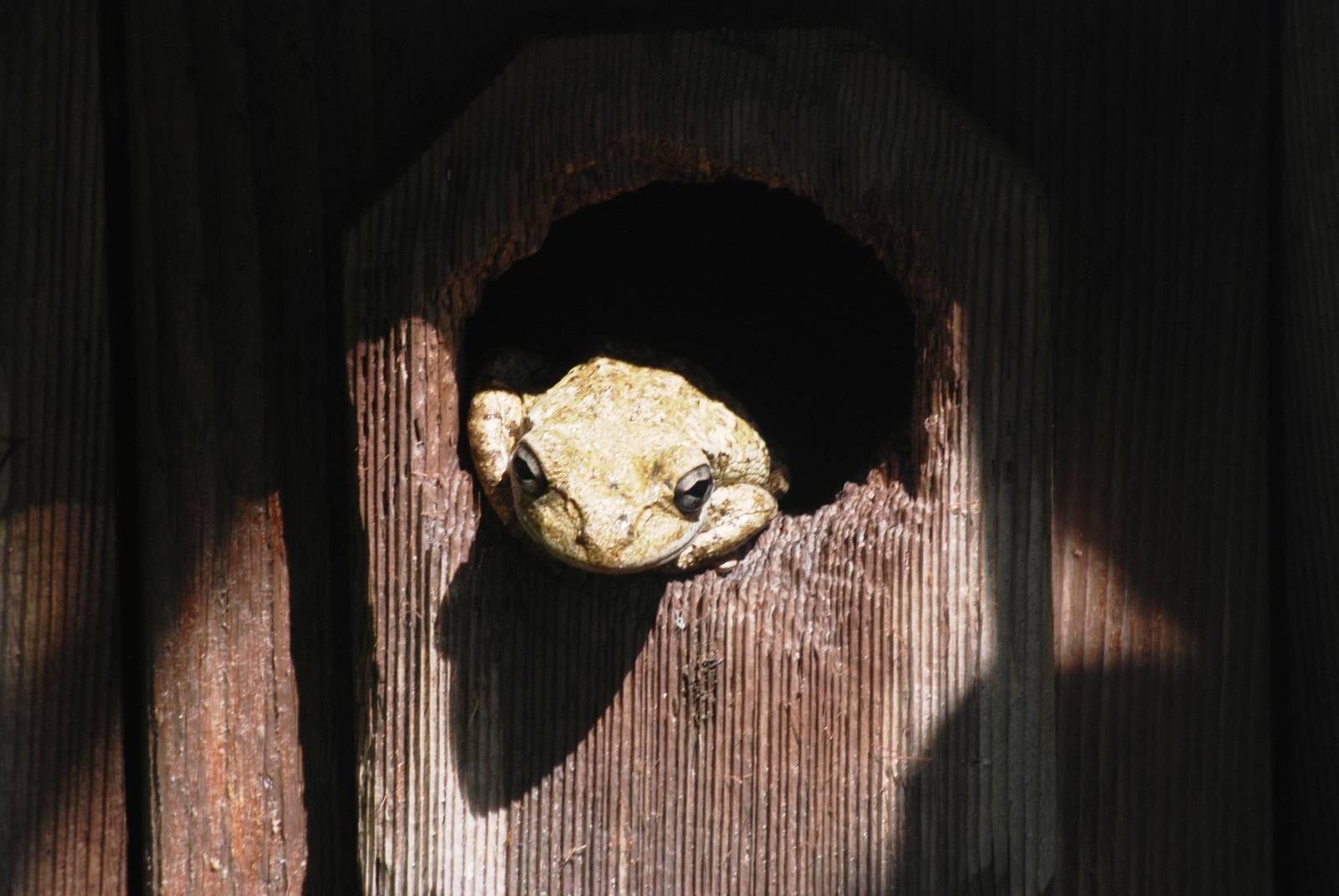 Wild (Introduced) Cuban Tree Frog at Save our Seabirds, 07/10/13