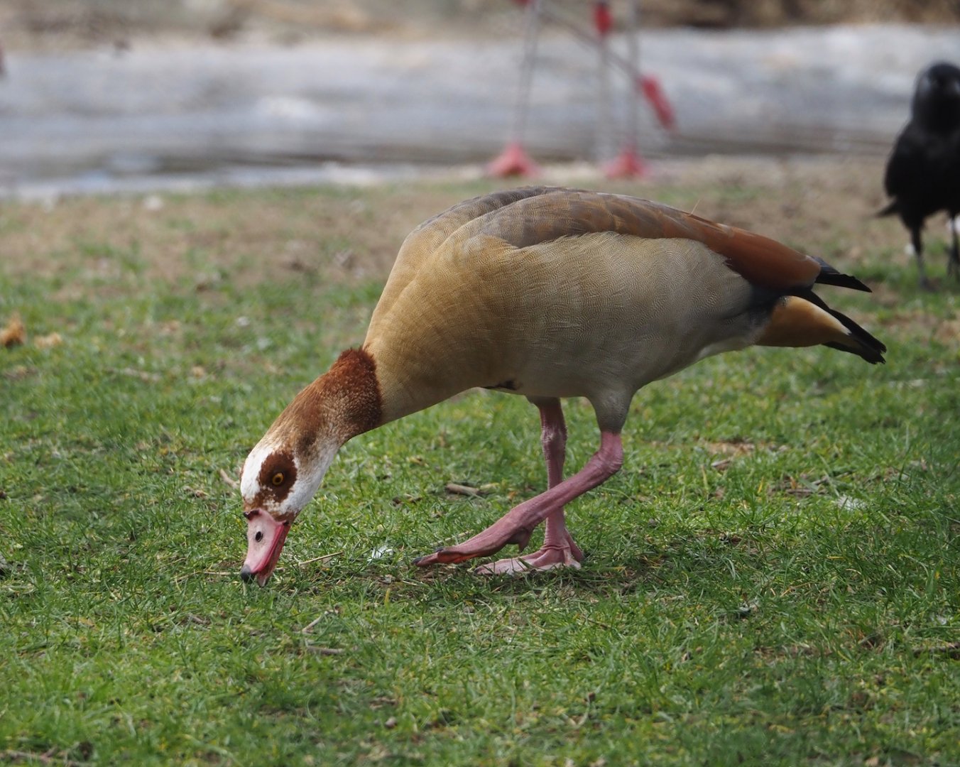 Wild introduced Egyptian goose (Alopochen aegyptiaca), 2024-03-09