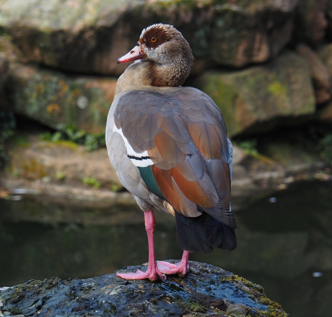 Wild introduced Egyptian goose (Alopochen aegyptiacus), 2024-06-30