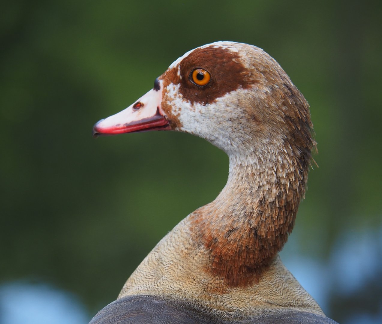 Wild introduced Egyptian goose (Alopochen aegyptiacus), 2024-06-30