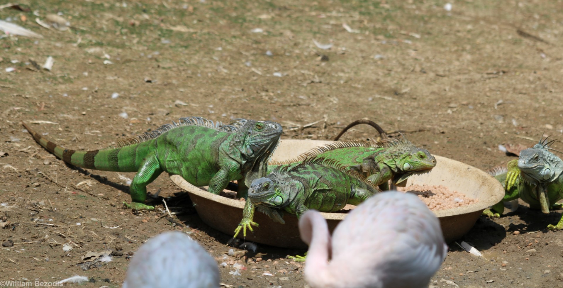 Wild/Introduced Green Iguanas in the Flamingo Enclosure