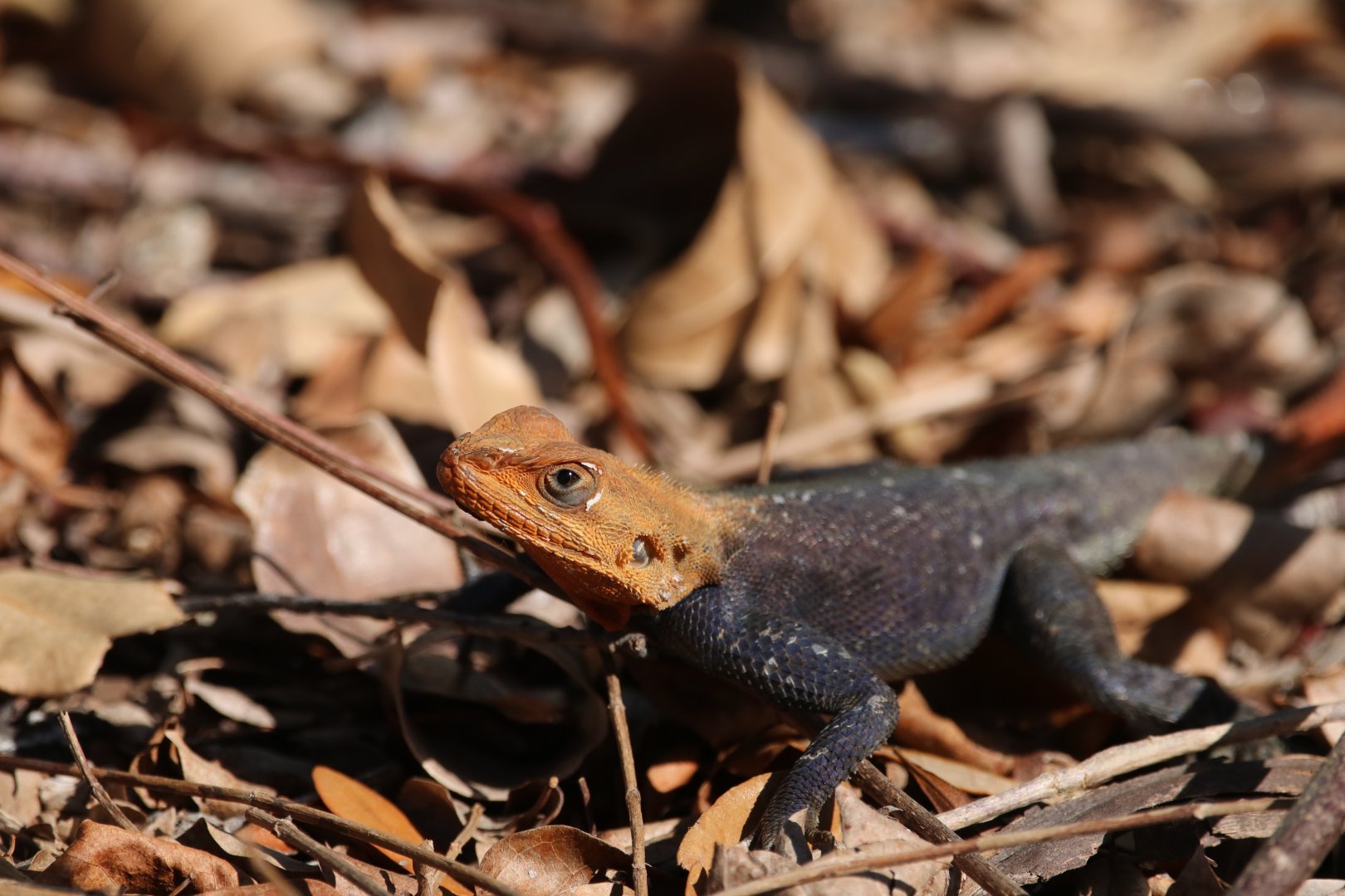 Wild invasive Peter’s rock agama lizard