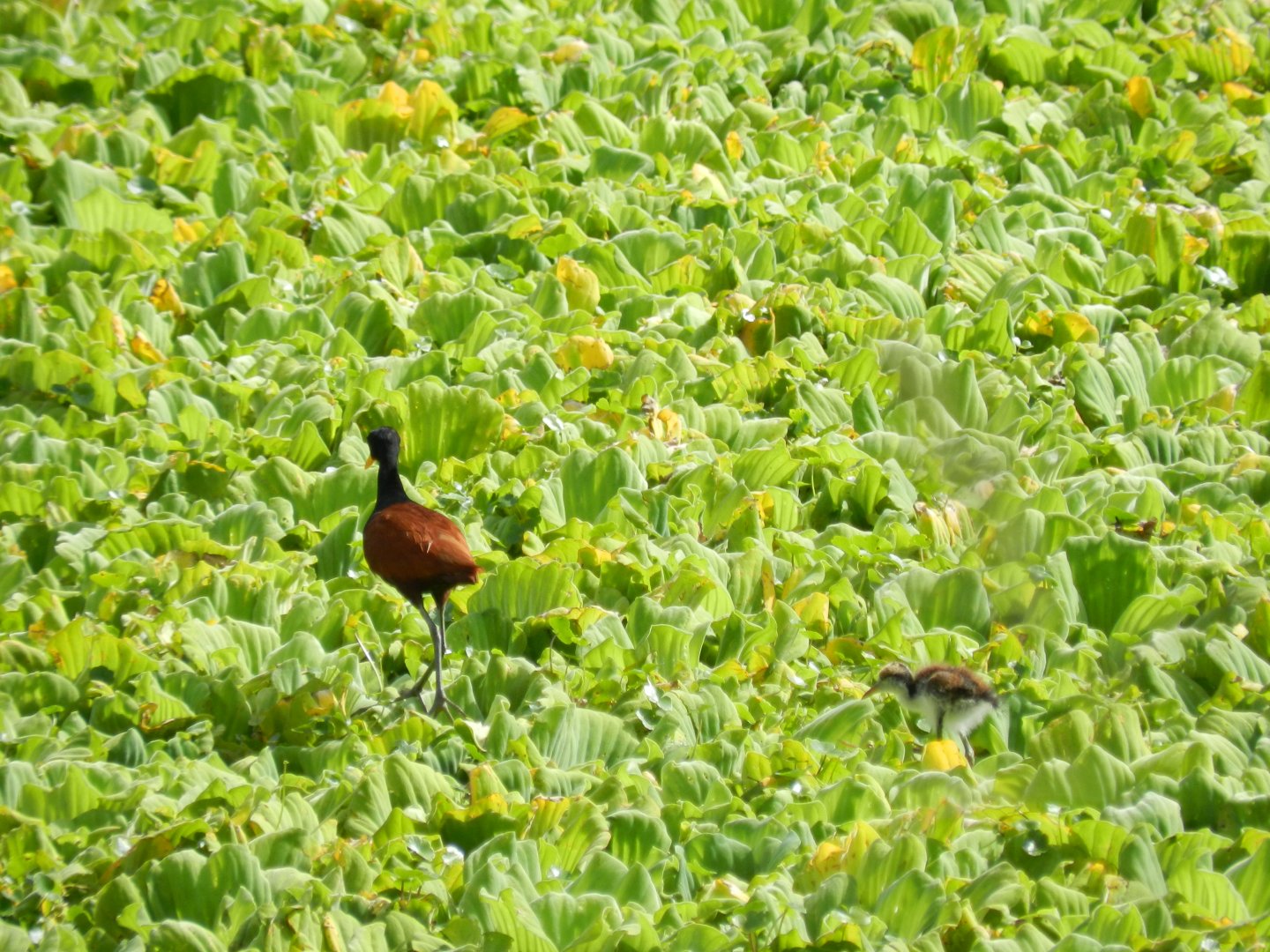 Wild jacana and baby - Zoo Curitiba