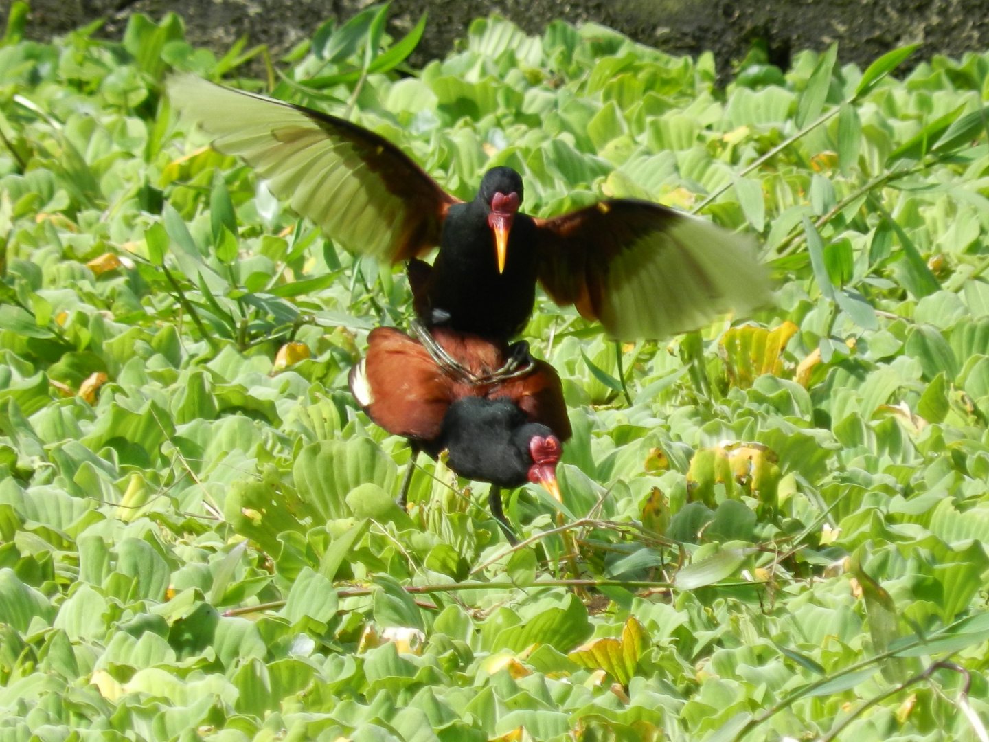 Wild jacanas mating - Zoo Curitiba