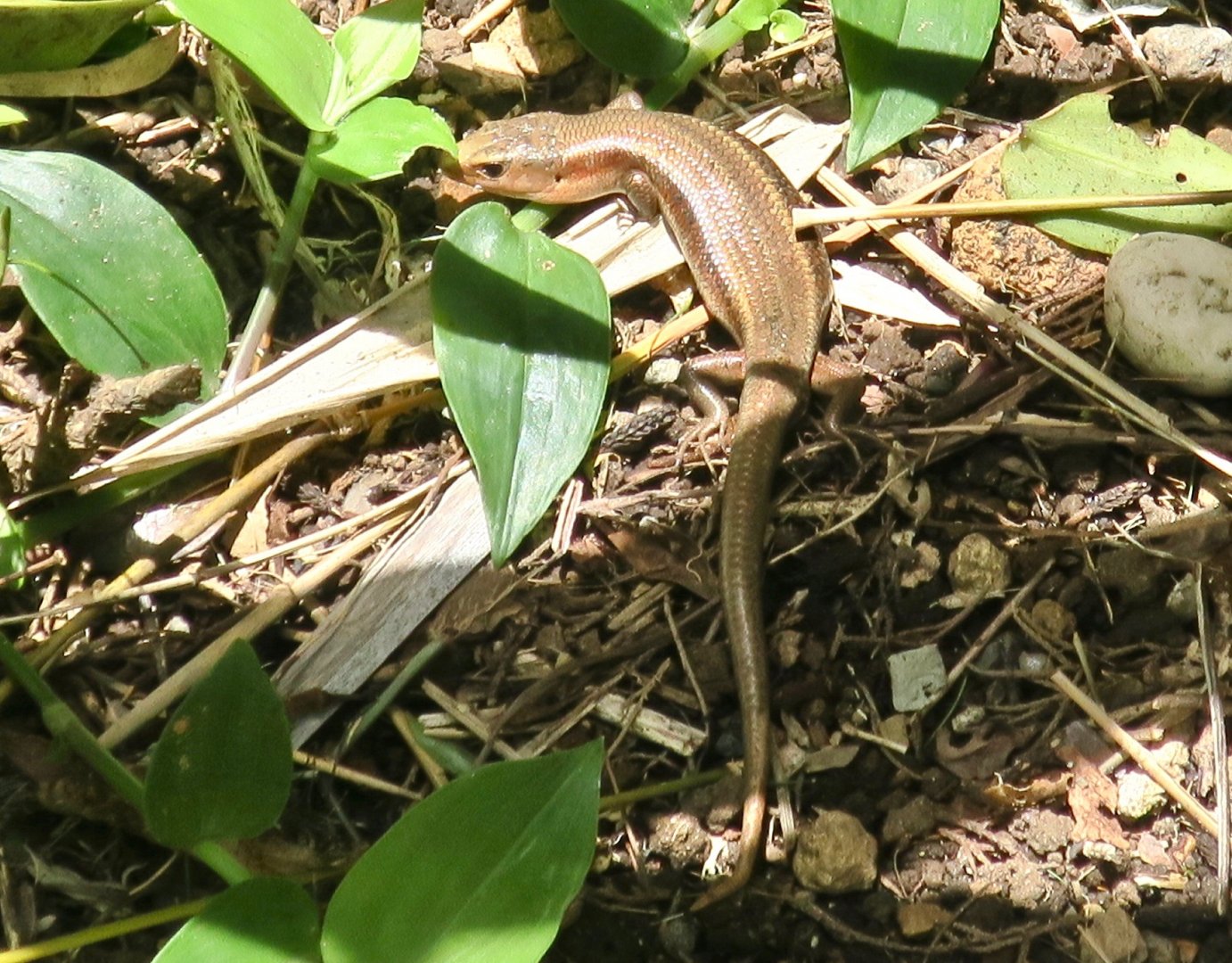 wild Japanese Skink (Plestiodon japonicus)