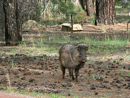 wild javelina
