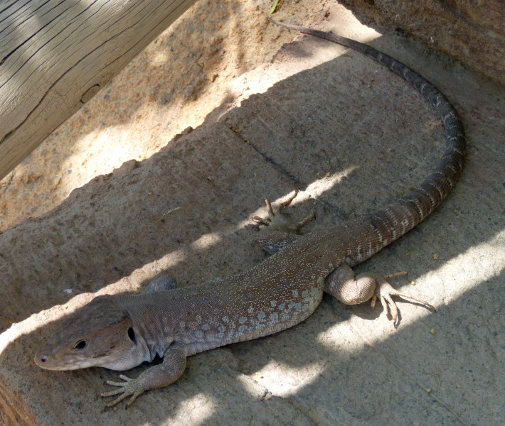 Wild jewelled lizard (Lacerta lepida) living in the zoo