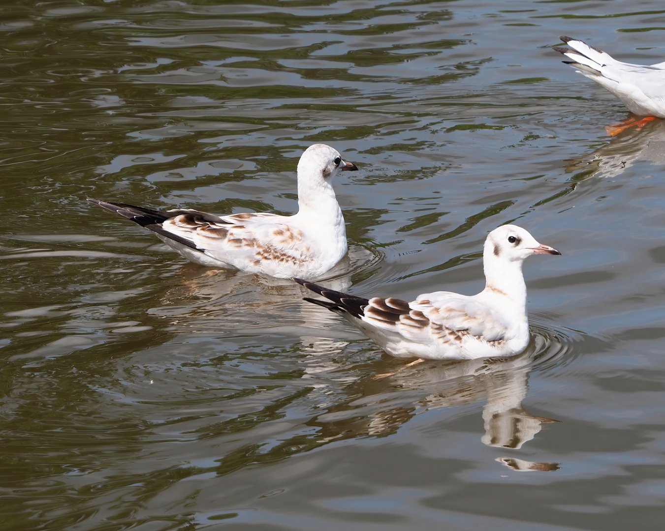 Wild juvenile Black-headed gulls (Chroicocephalus ridibundus), 2023-08-15