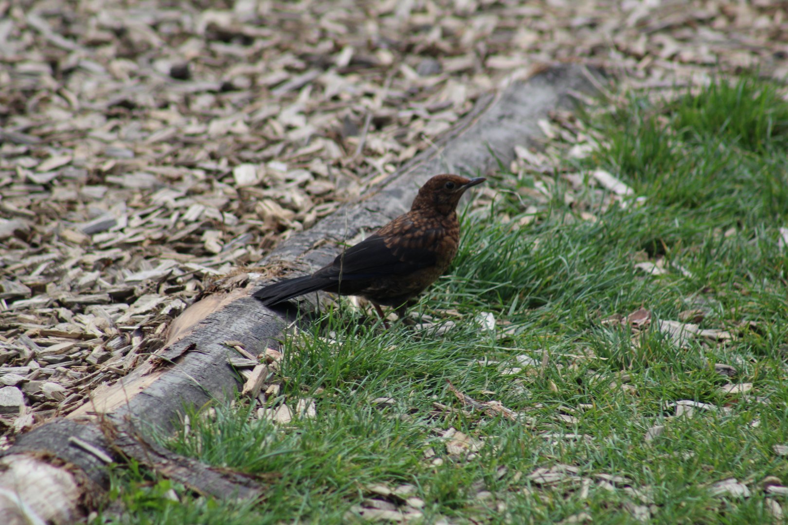 Wild Juvenile Common Blackbird