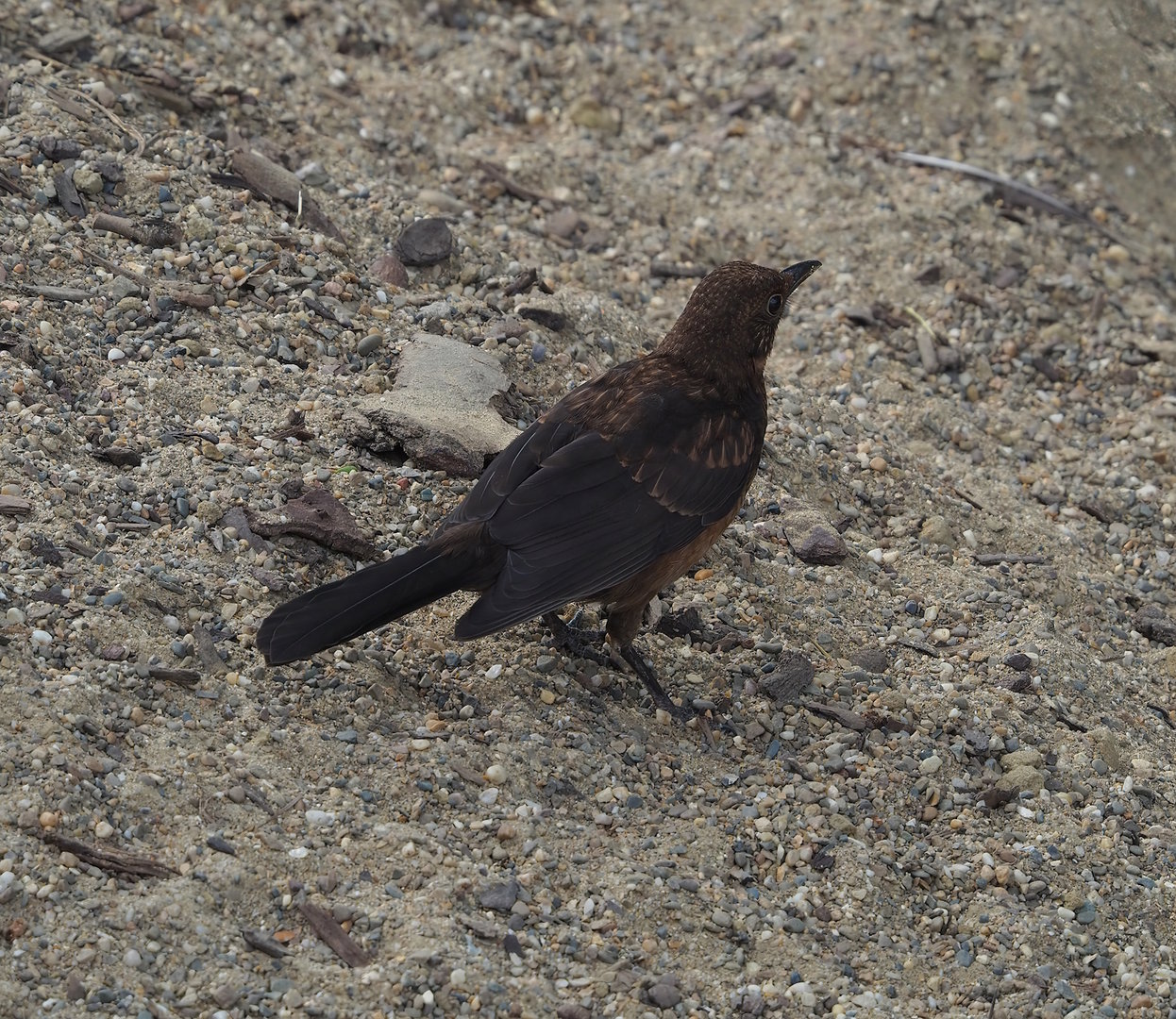 Wild juvenile Eurasian blackbird (Turdus merula), 2022-07-10