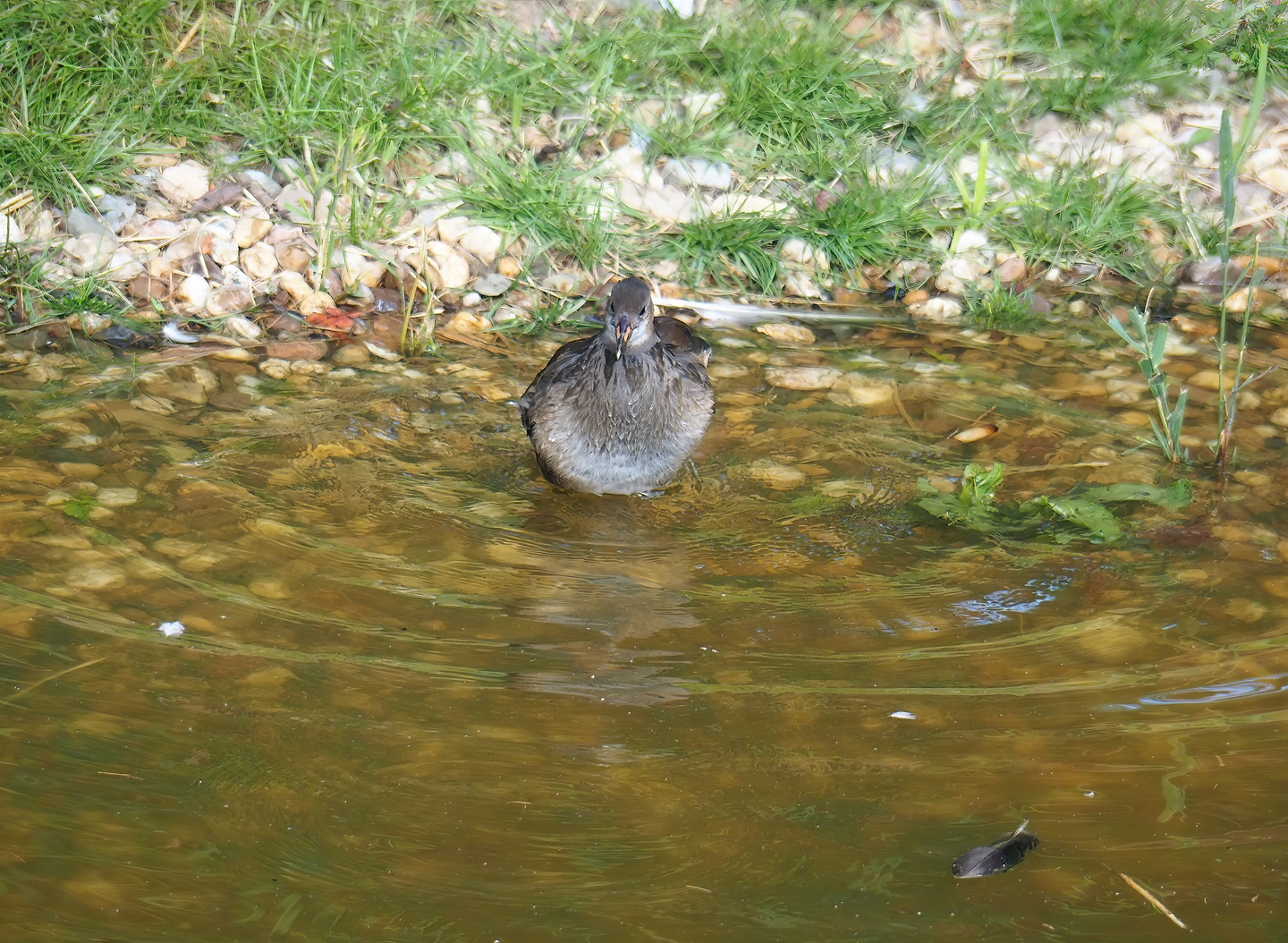 Wild juvenile Eurasian common moorhen (Gallinula chloropus chloropus), 2022-07-16