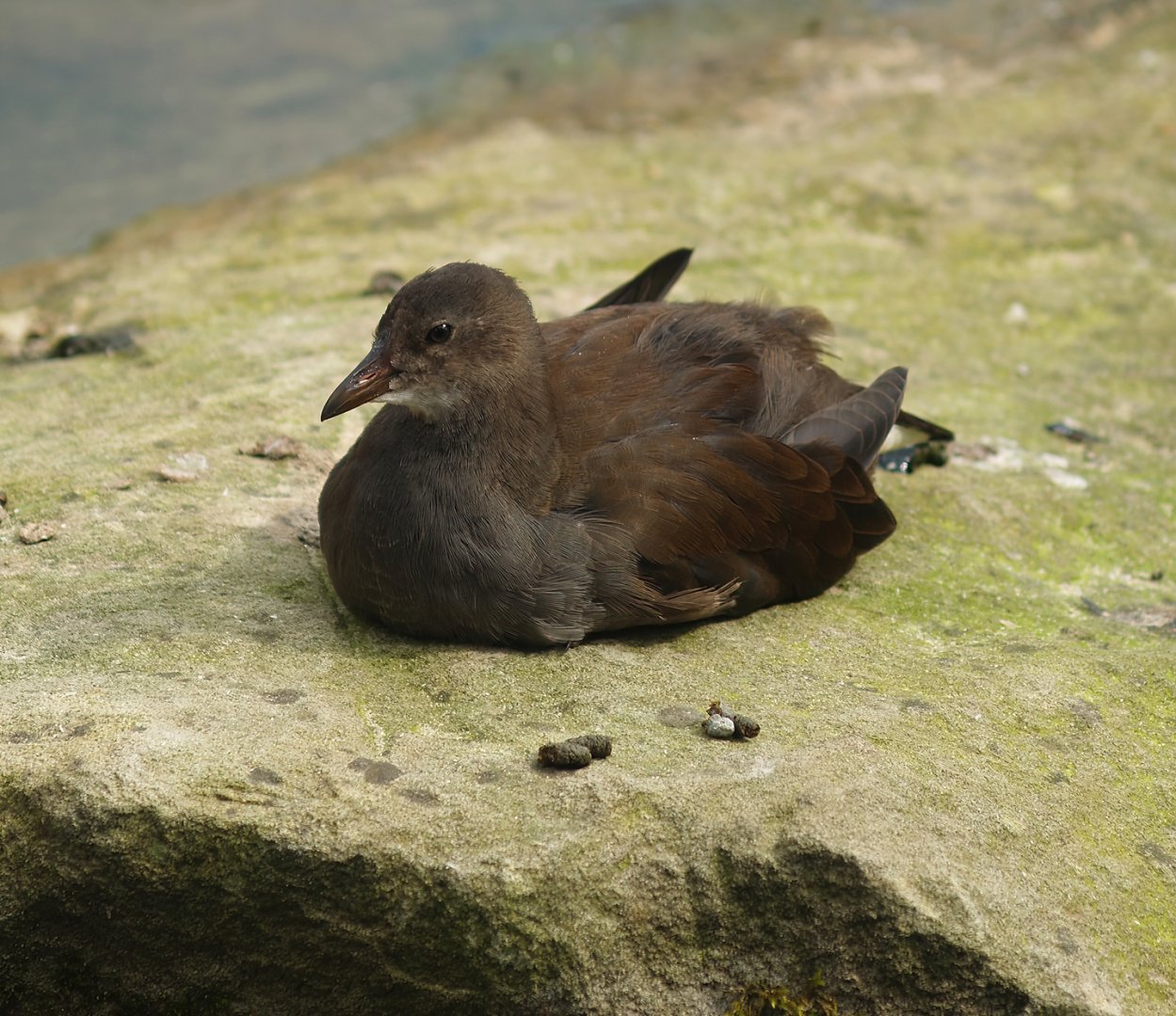 Wild juvenile Eurasian common moorhen (Gallinulla chloropus chloropus), 2007-09-16
