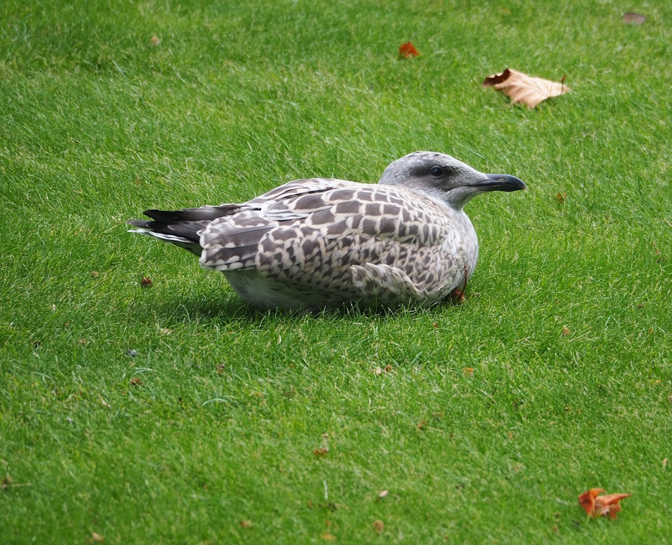 Wild Juvenile European herring gull (Larus argentatus), 2023-07-22
